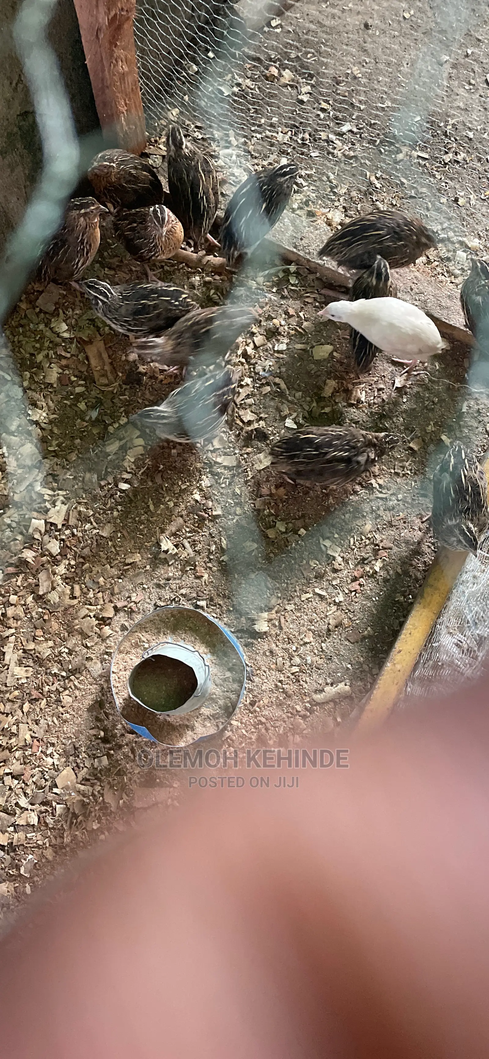 Quails Bird Available