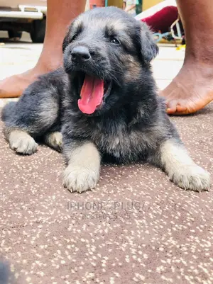 1-3 months Female Purebred German Shepherd