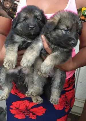 1-3 months Male Purebred German Shepherd