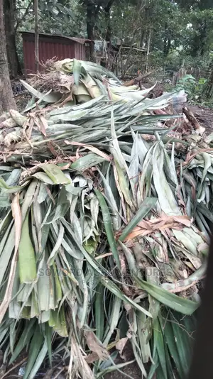 High Yielding Pineapple Suckers