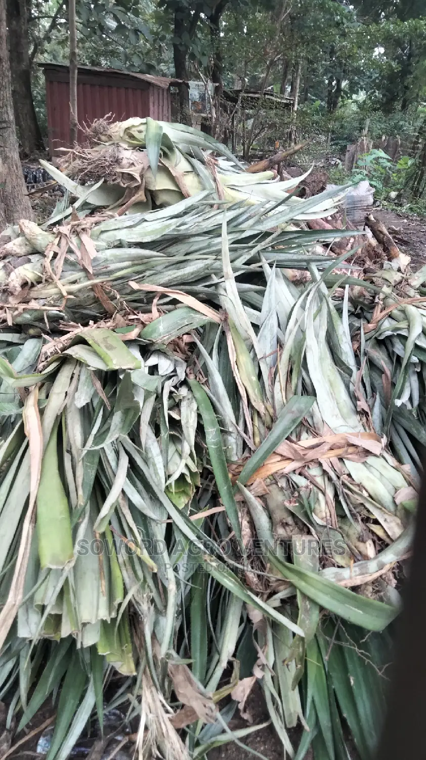 High Yielding Pineapple Suckers