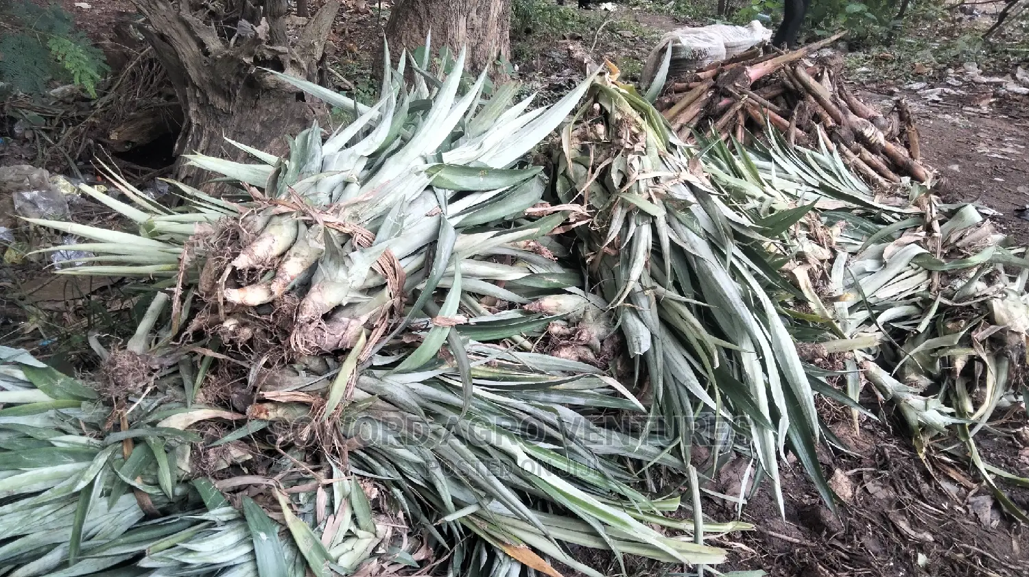High Yielding Pineapple Suckers