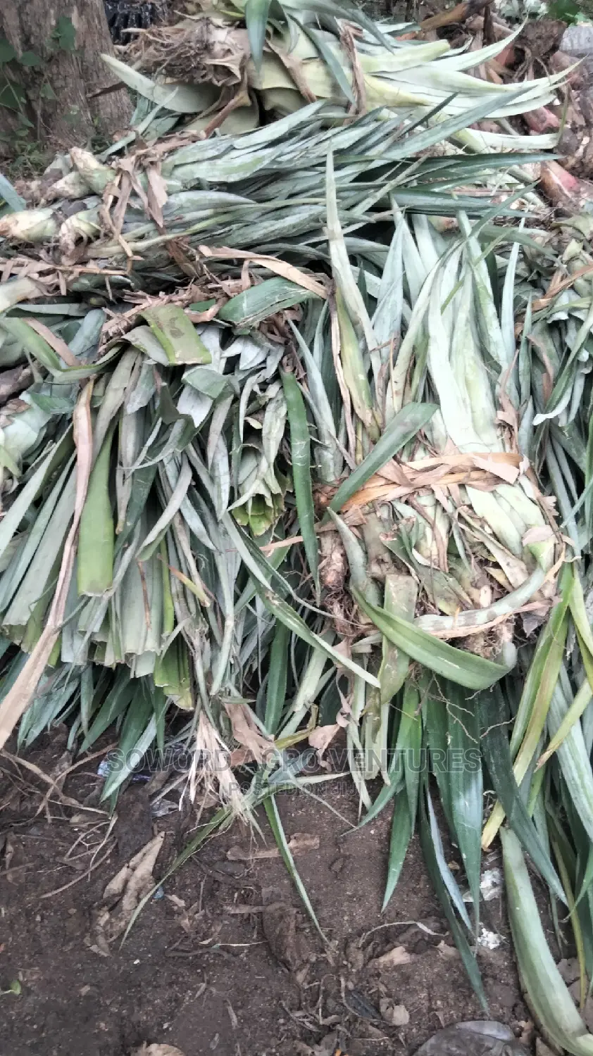 High Yielding Pineapple Suckers