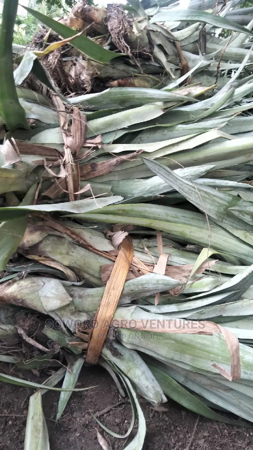 High Yielding Pineapple Suckers