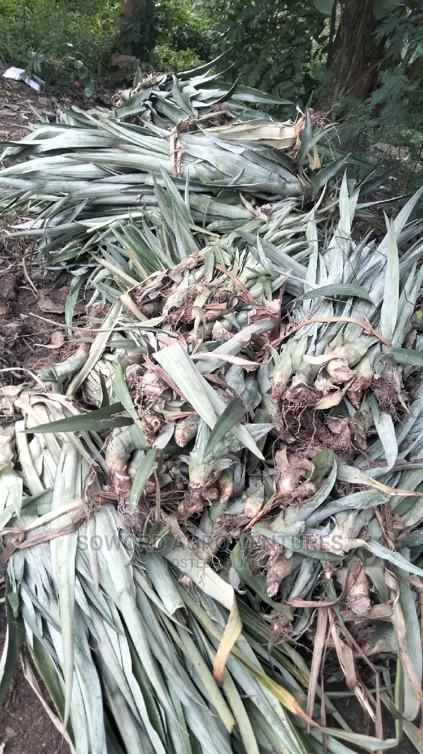 High Yielding Pineapple Suckers