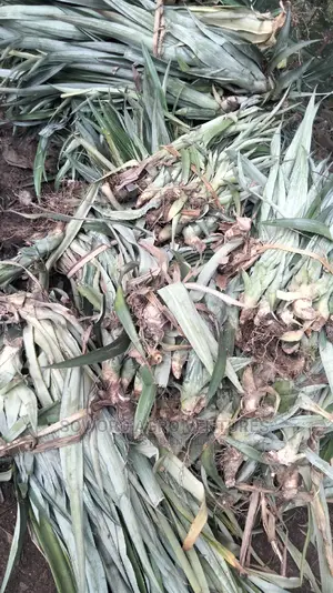 High Yielding Pineapple Suckers