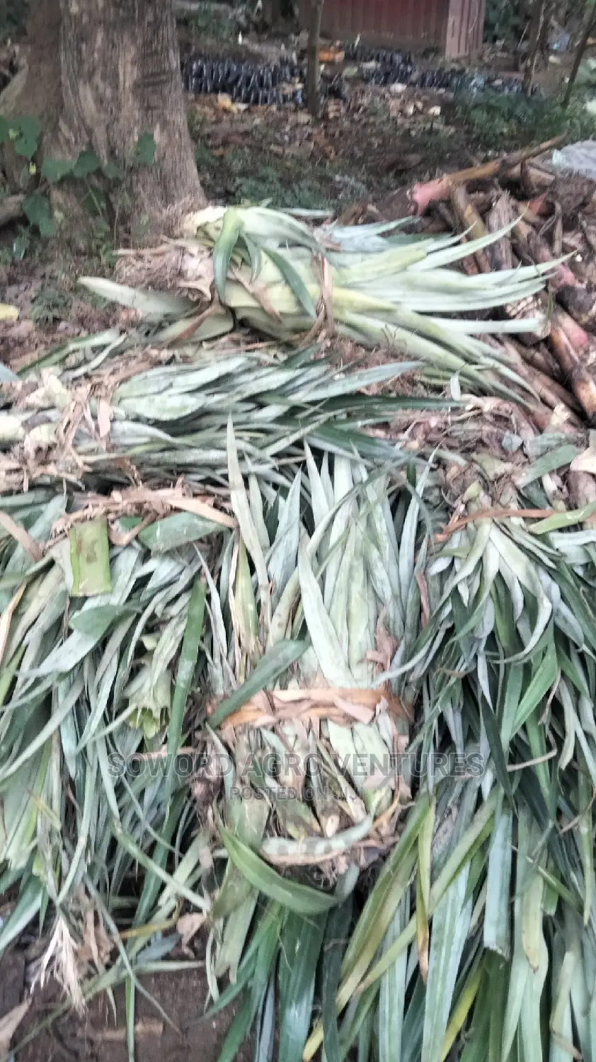High Yielding Pineapple Suckers