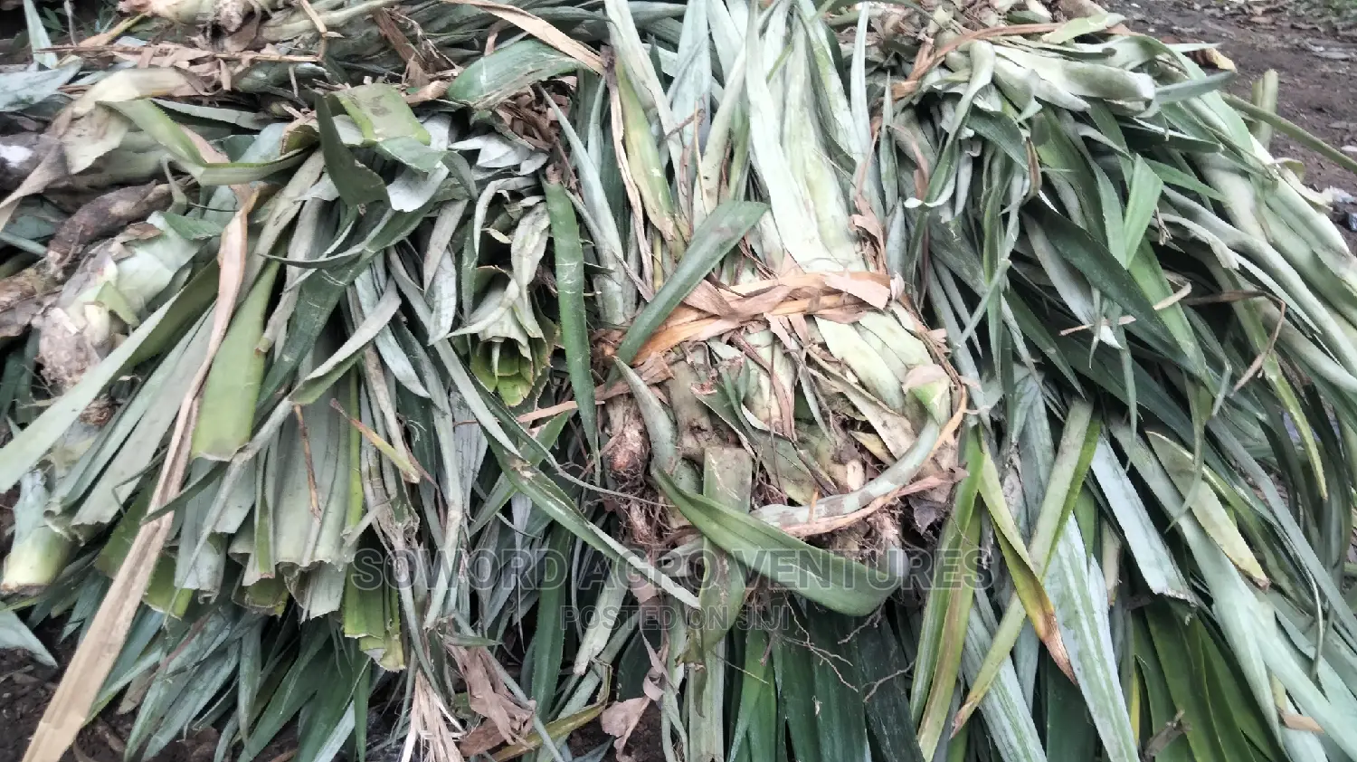 High Yielding Pineapple Suckers