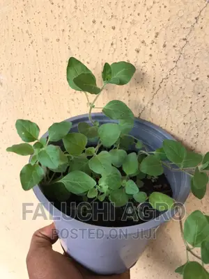 Greek Oregano Seedlings