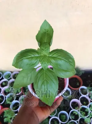 Organic Seedlings ( Thyme, Chamomile, Mint, Asparagus, Kale.