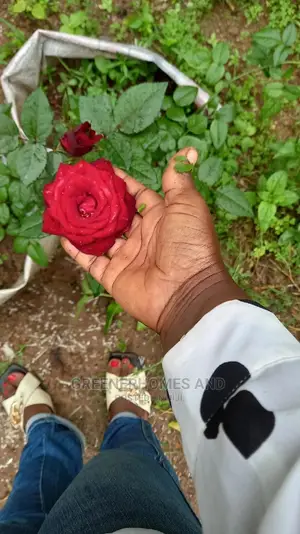 Red Rose Flower