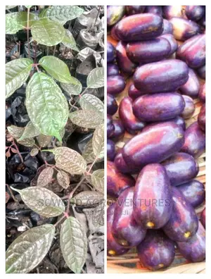 African Pear (Ube) Seedlings