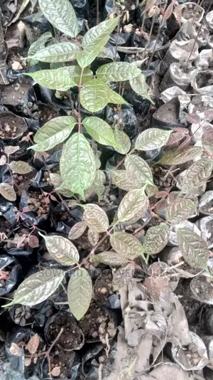 African Pear (Ube) Seedlings