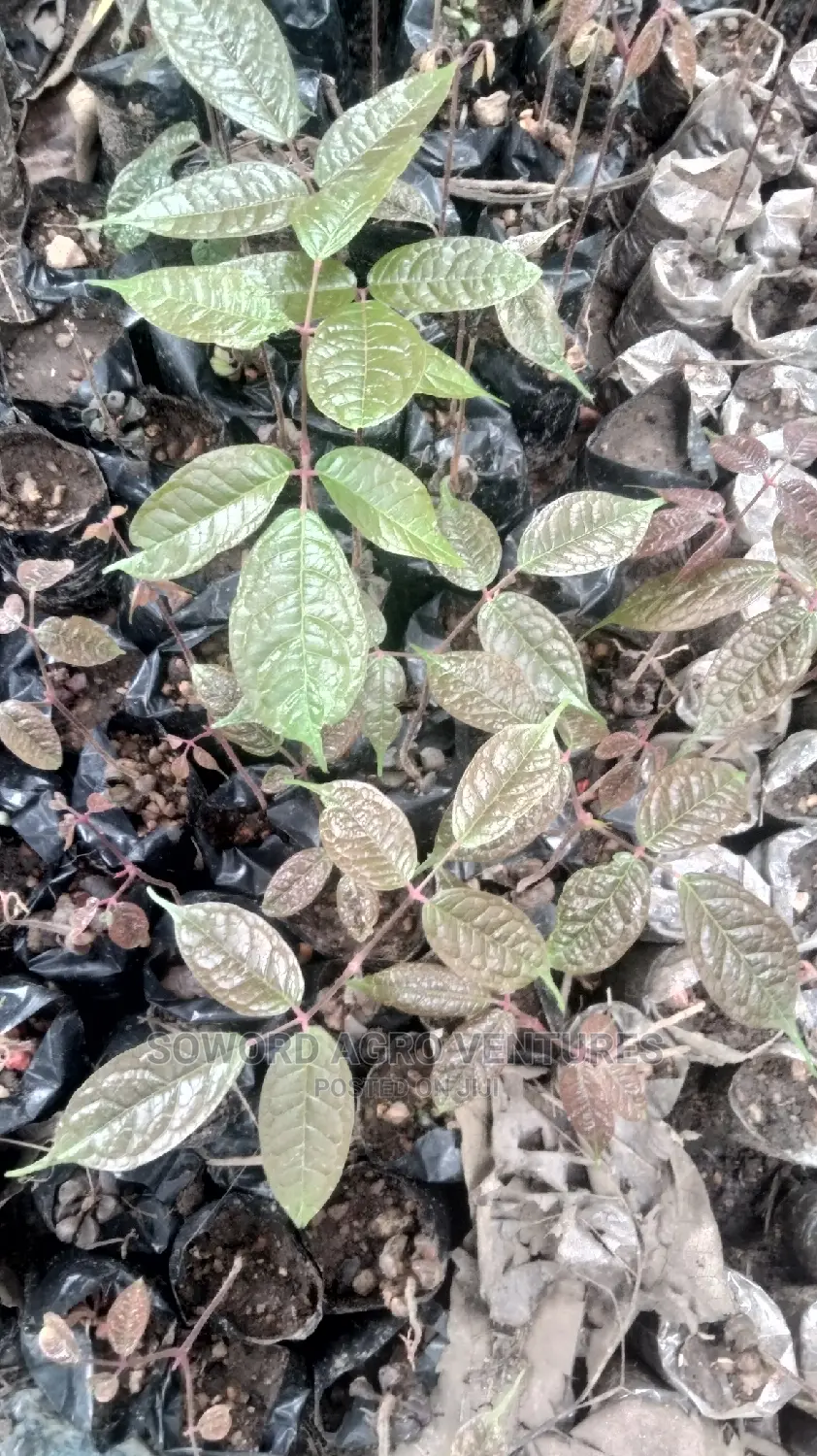 African Pear (Ube) Seedlings