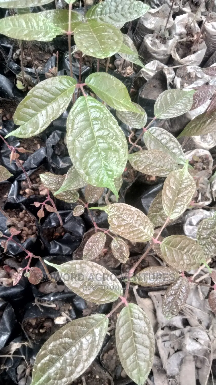 African Pear (Ube) Seedlings