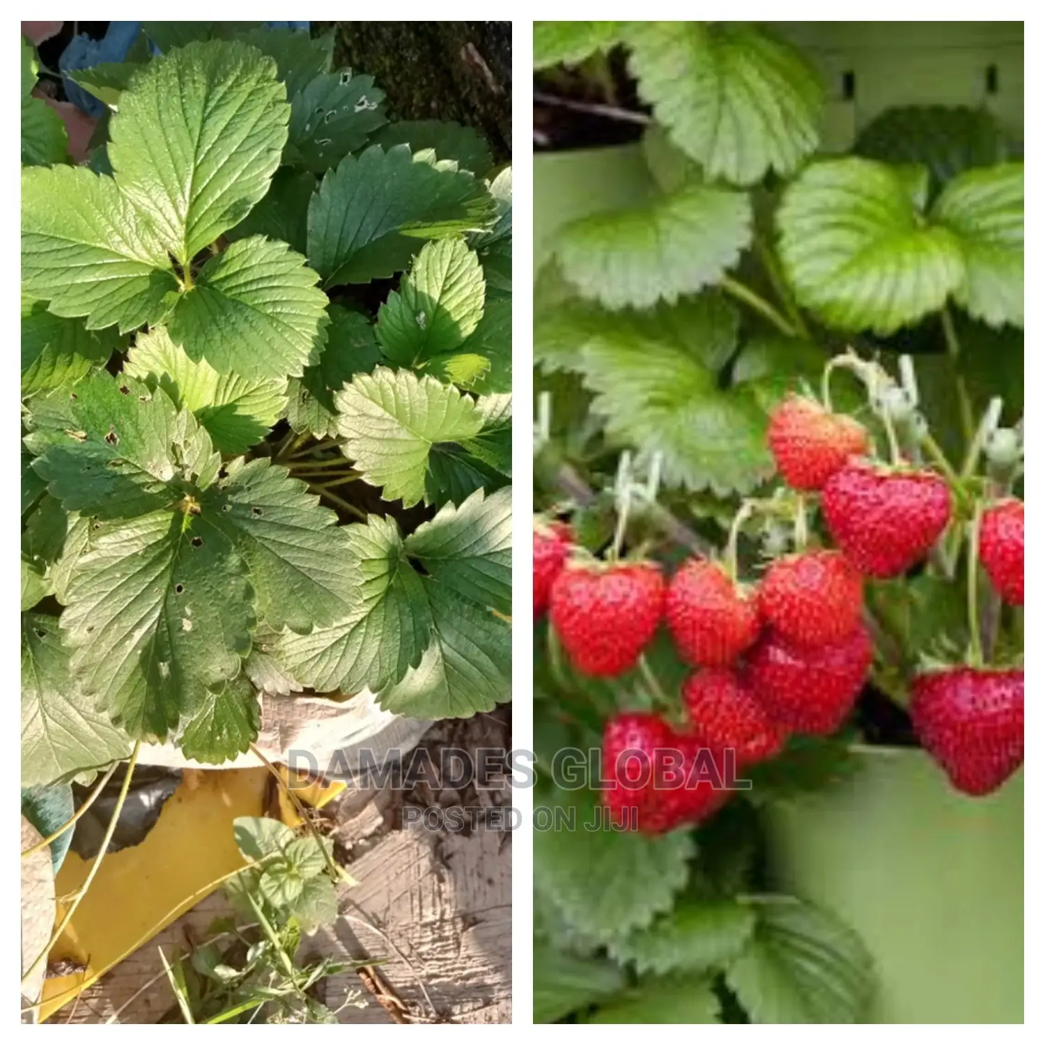 Strawberry Seedling