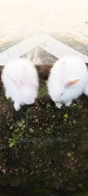 Fluffy Angora Rabbit