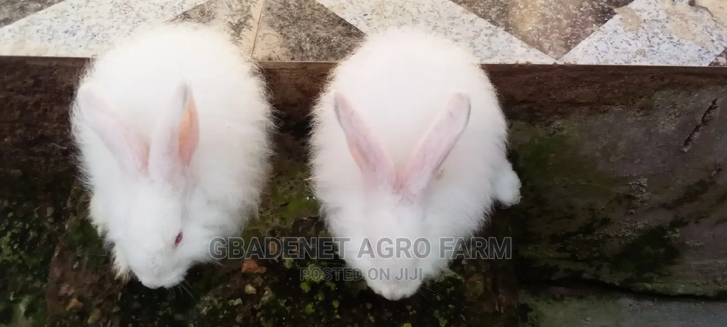 Fluffy Angora Rabbit