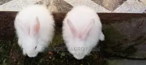 Fluffy Angora Rabbit