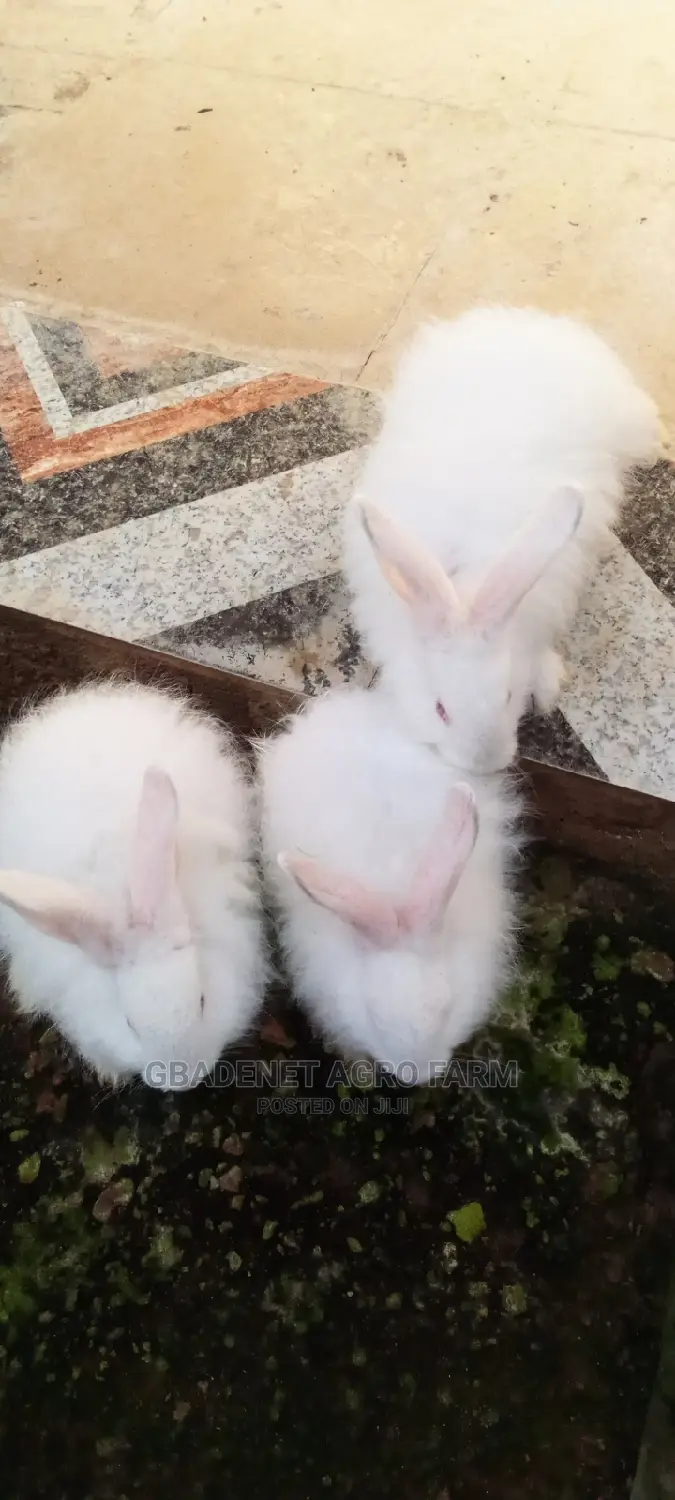 Fluffy Angora Rabbit