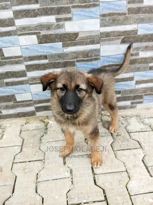 1-3 months Male Purebred German Shepherd