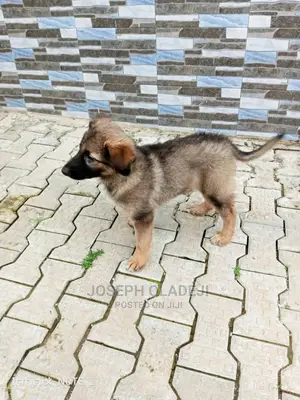 1-3 months Male Purebred German Shepherd