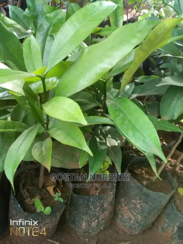 OSU Fruit and Seedlings Available