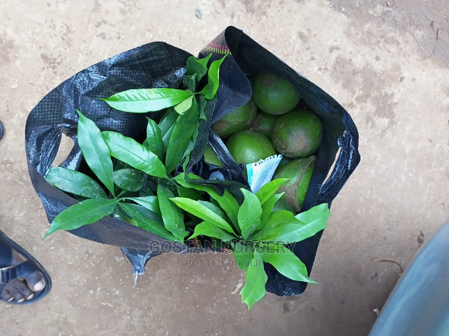 OSU Fruit and Seedlings Available