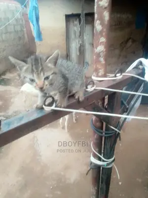 1-3 months Male Purebred American Shorthair