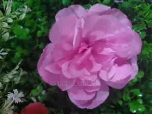 Rose  Flowers by 100 Pic's
