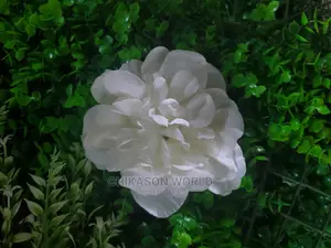 Rose  Flowers by 100 Pic's in Park