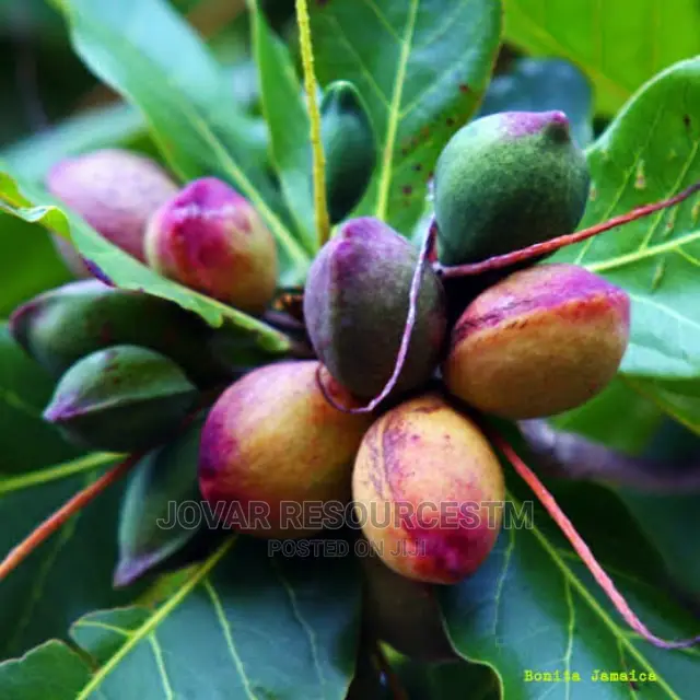 Best Improved African Almond Seedlings