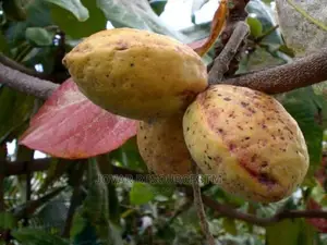 Best Improved African Almond Seedlings