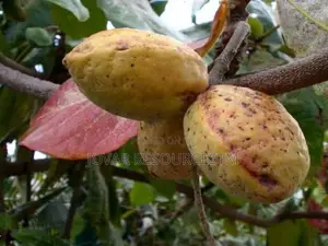 Best Improved African Almond Seedlings