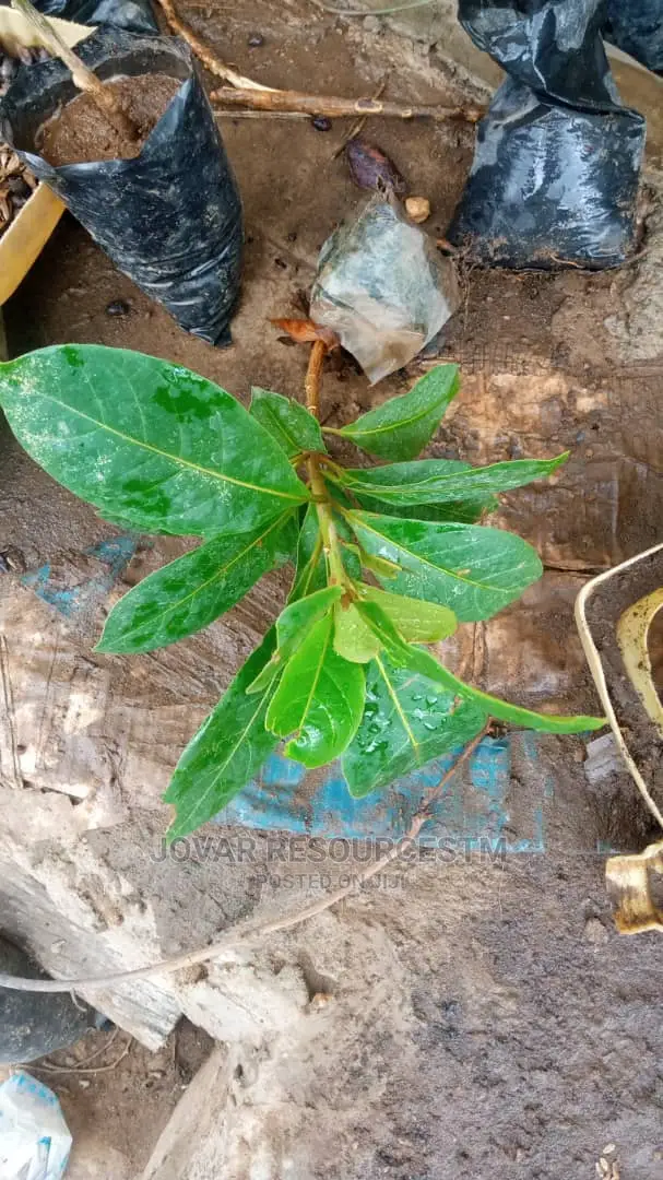Best Improved African Almond Seedlings