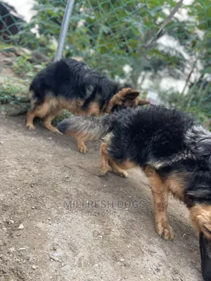 3-6 Months Female Purebred German Shepherd
