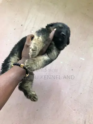 1-3 months Male Purebred German Shepherd