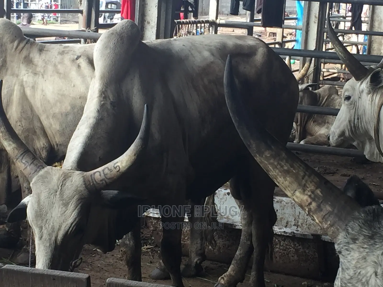 Biggest Size Cow