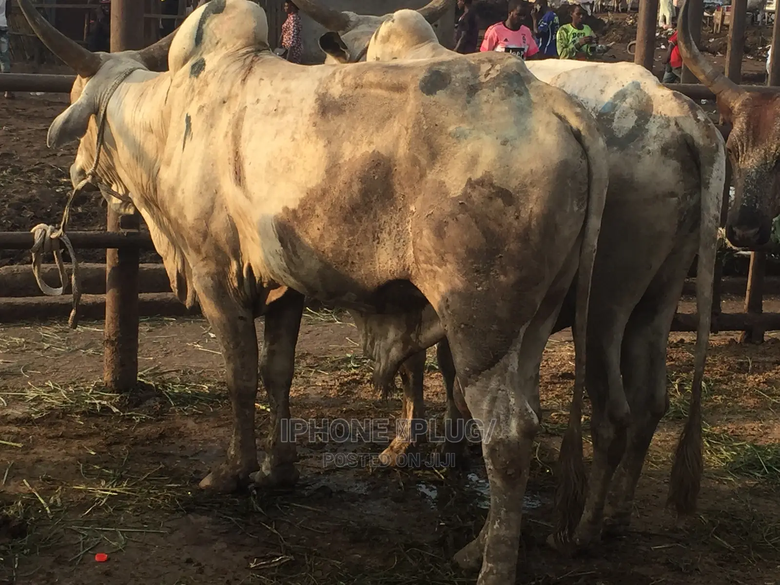 Biggest Size Cow