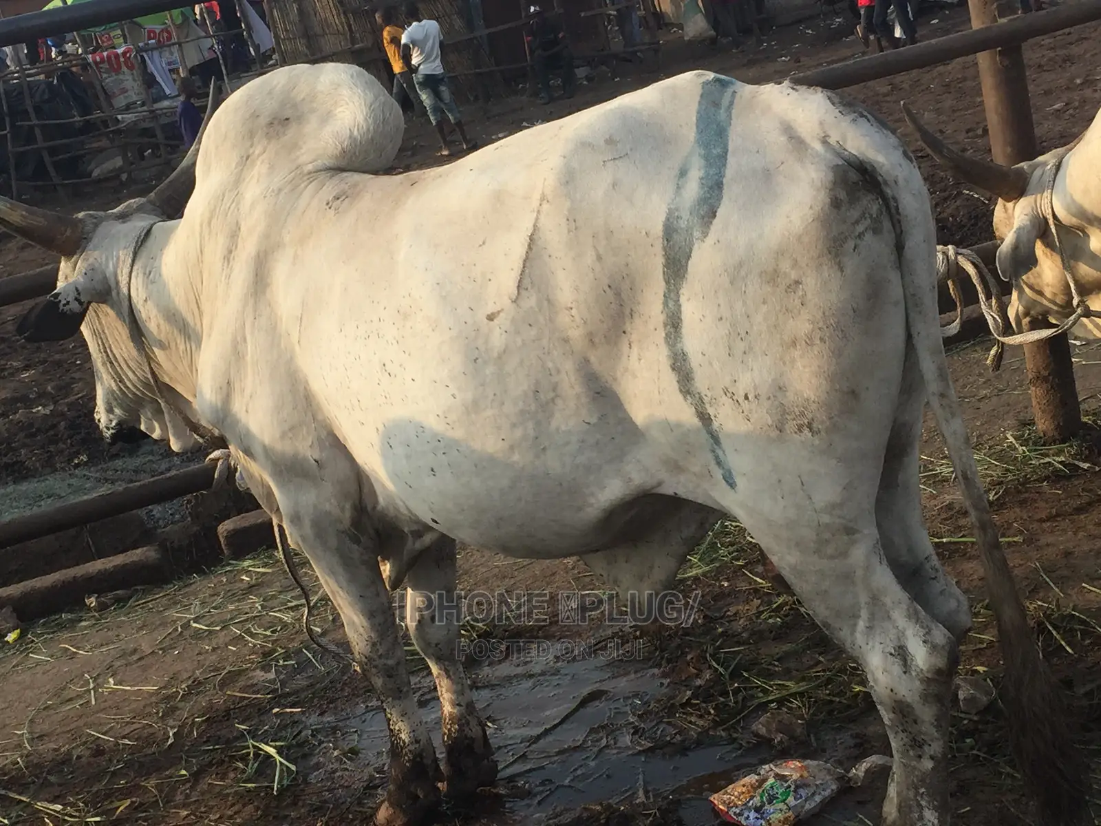 Biggest Size Cow
