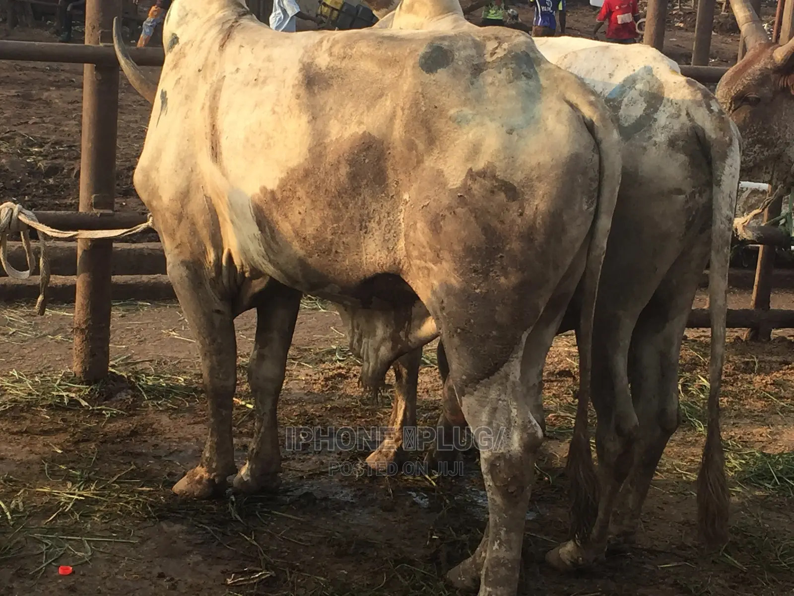 Biggest Size Cow