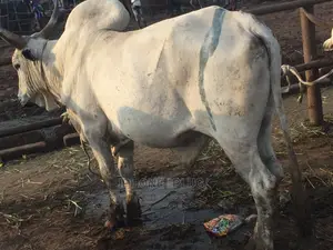 Photo - Biggest Size Cow