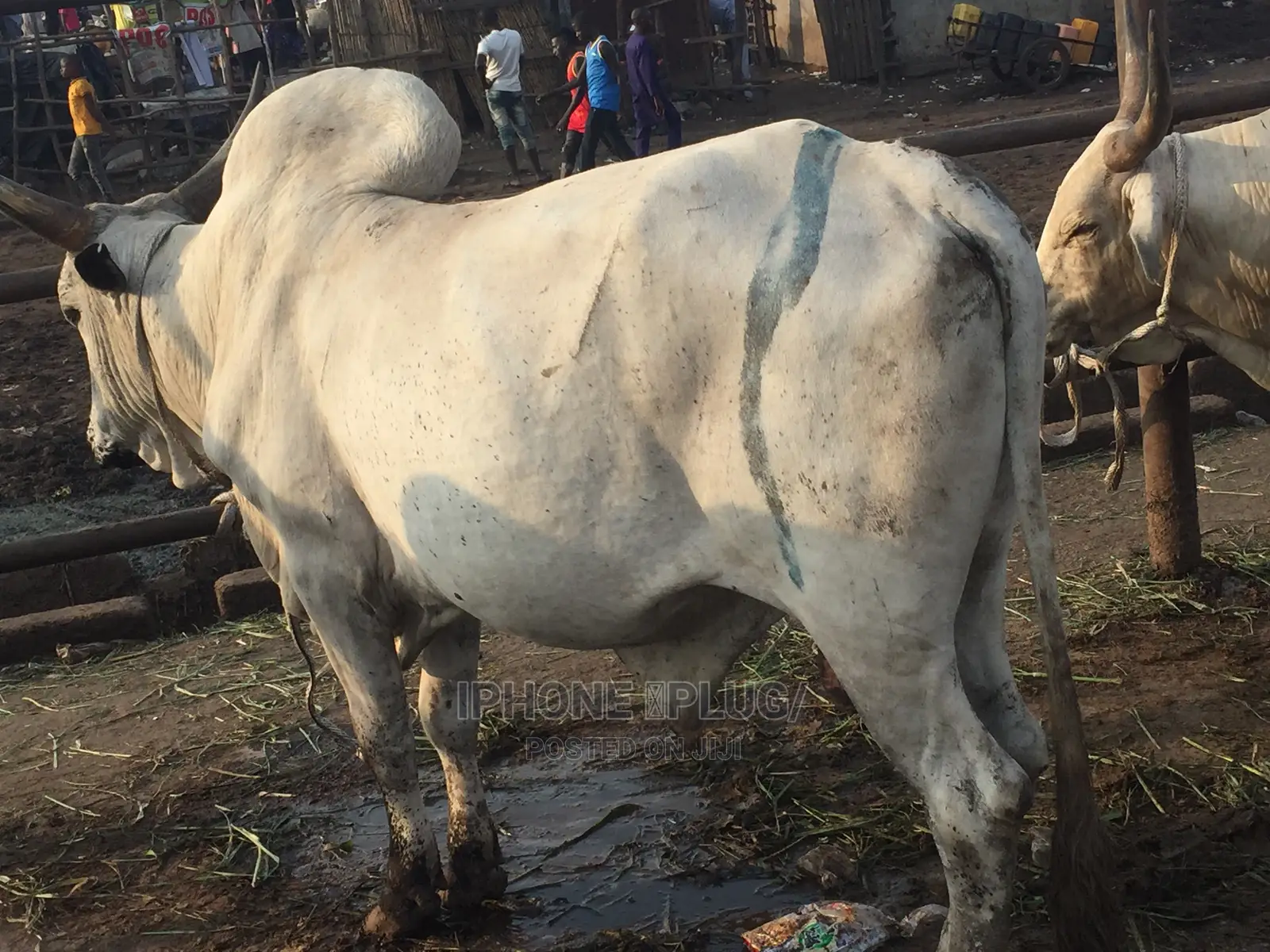 Biggest Size Cow