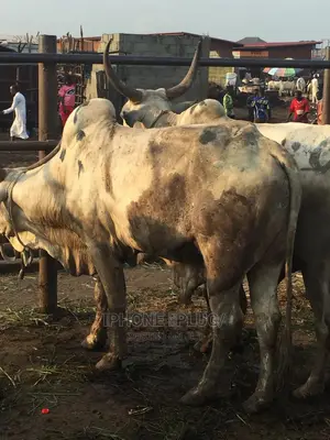 Biggest Size Cow