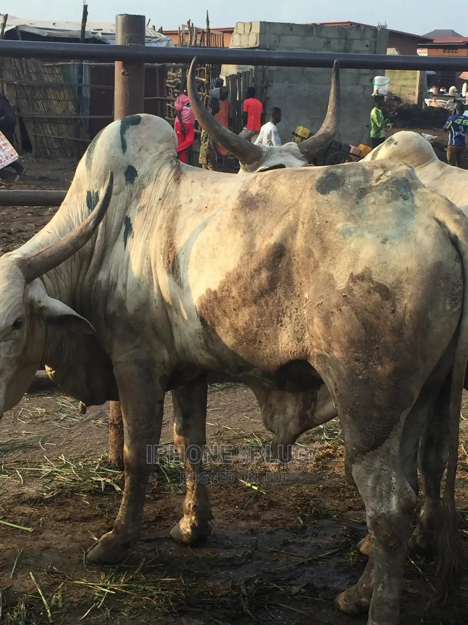 Biggest Size Cow