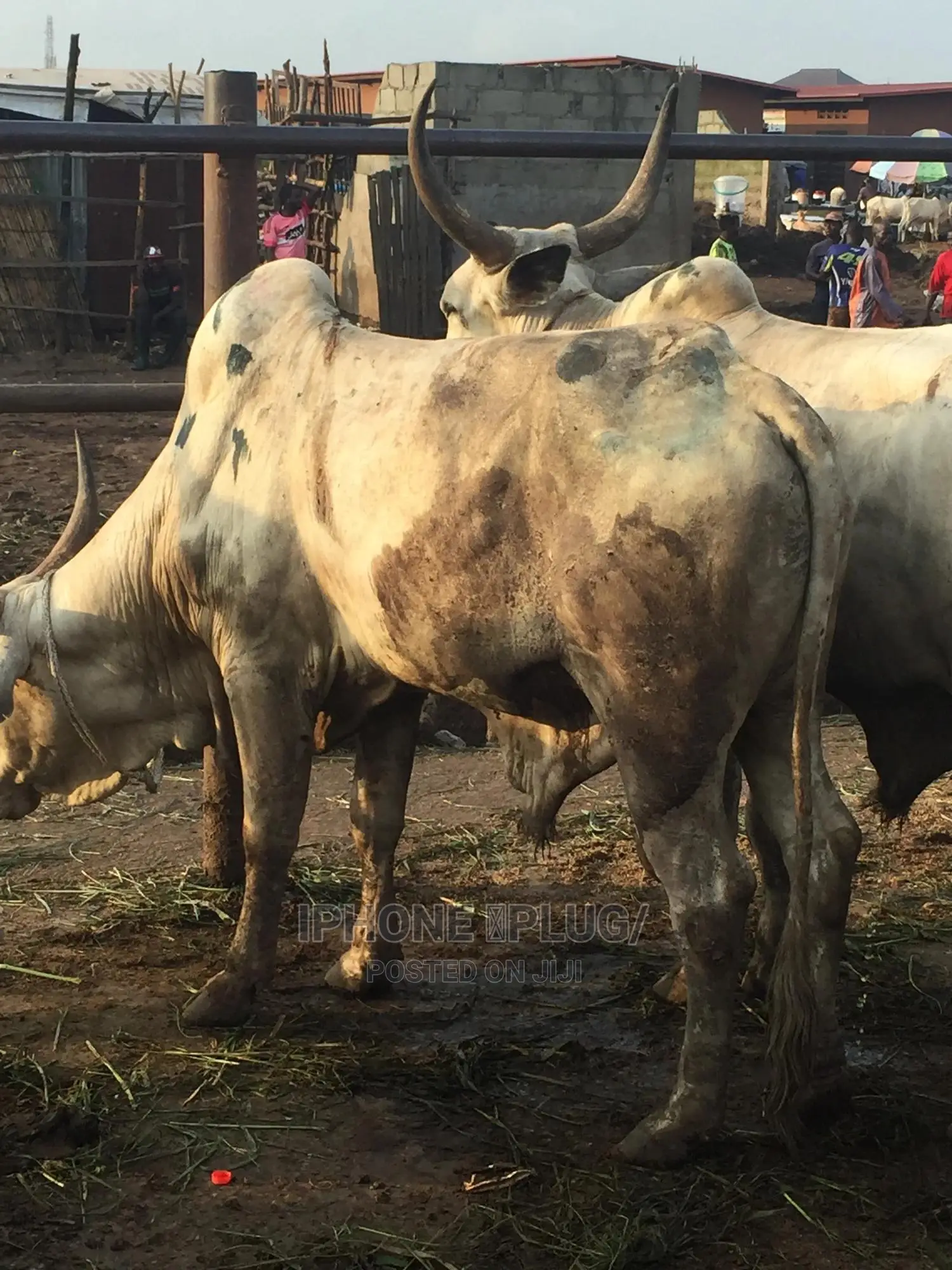 Biggest Size Cow