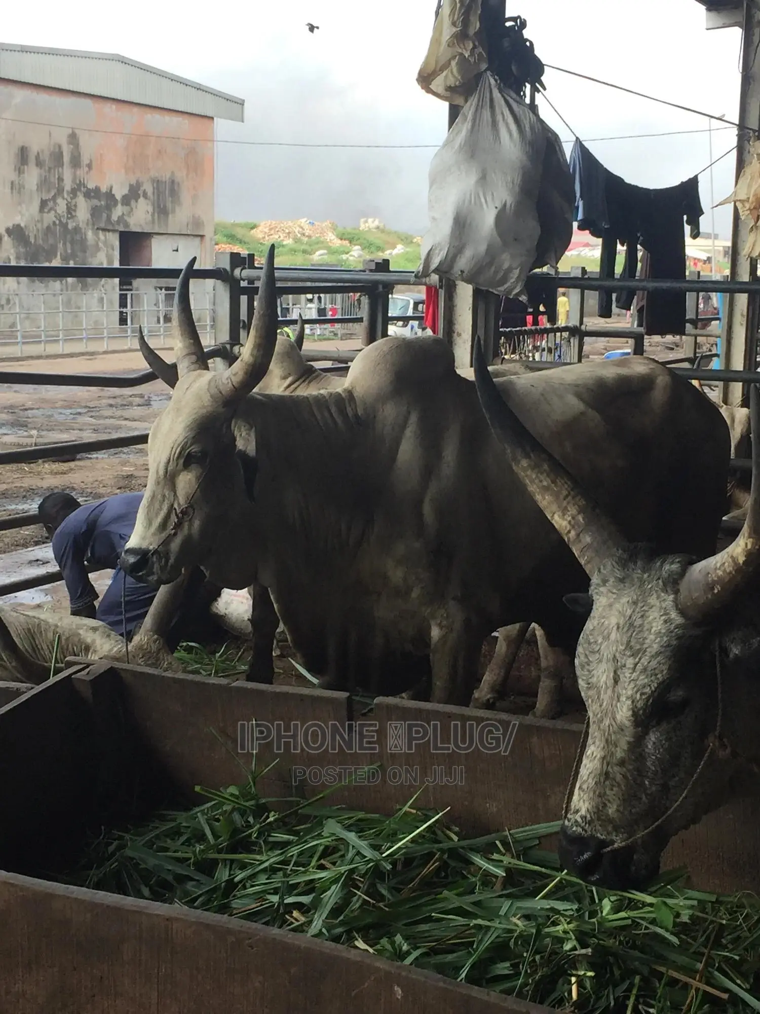 Biggest Size Cow