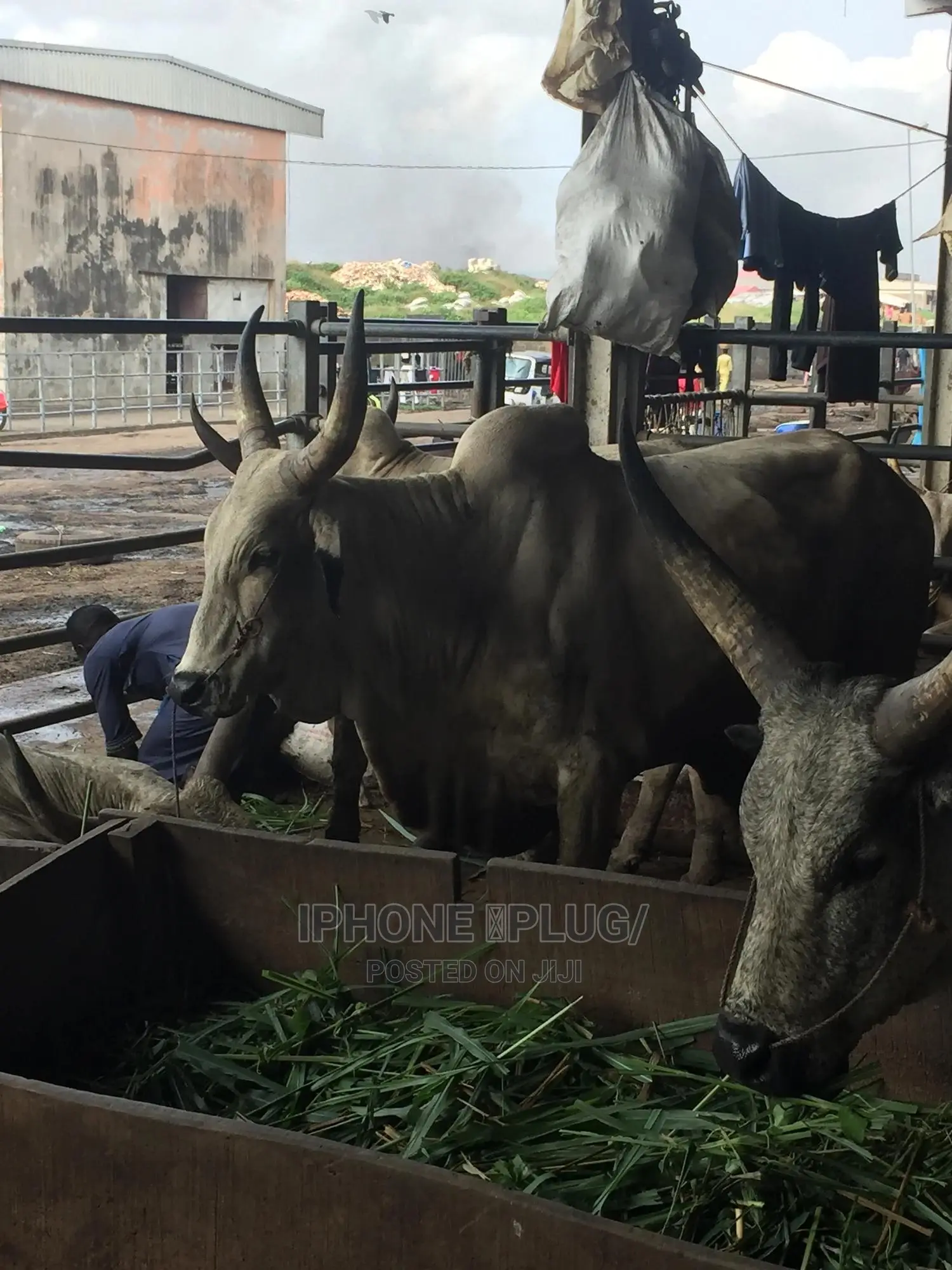Biggest Size Cow