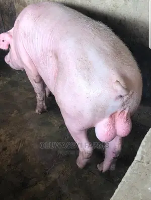 Pig Tn Breeds (F1)
