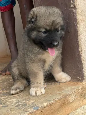 1-3 months Female Purebred Caucasian Shepherd